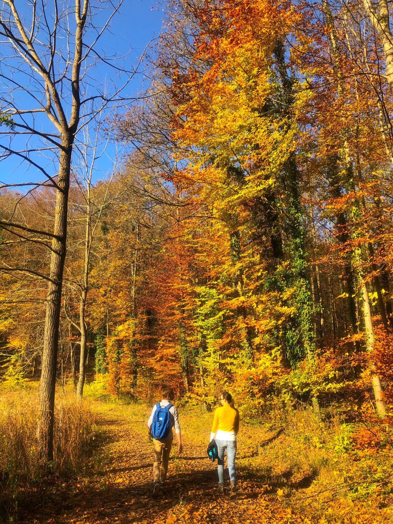 Magischer Herbstwald in der Region Freiburg